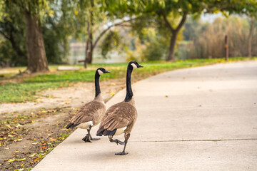 Two Canadian geese are walking along the path in the park. 