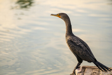 Double-crested cormorant (phalacrocorax auritus) stands on a boat dock. 