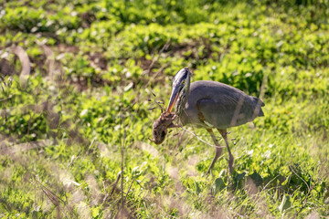 Great blue heron (Ardea cinerea) caught a gopher. 