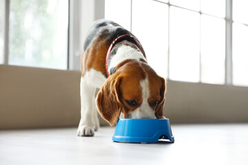 Cute Beagle dog eating food from blue bowl at home