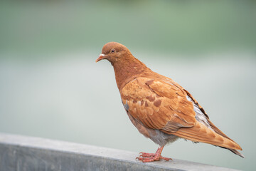 A ginger pigeon sitting on the fence. 