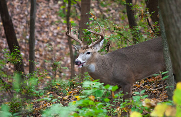 Whitetail Buck In The Woods - Odocoileus virginianus
