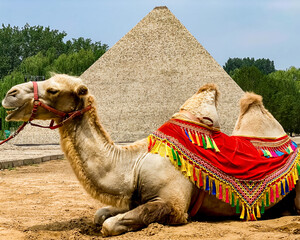 Camel