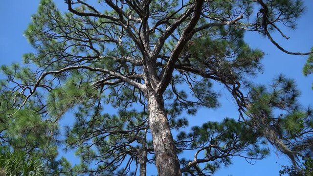 Great Florida pine tree framed against bright blue sky, tracks to clouds and treetops; west coast of Florida 