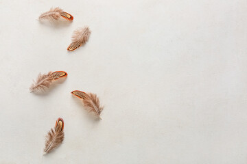 Beautiful pheasant feathers on white background