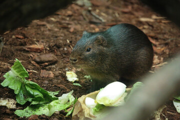 Finland Korkeasaari Zoo
