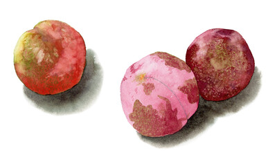 水彩で描いたソルダムのイラスト