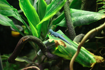 Finland Korkeasaari Zoo