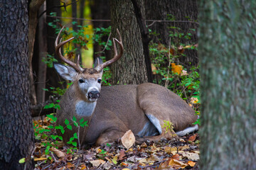 Whitetail Buck Resting In The Woods - Odocoileus virginianus