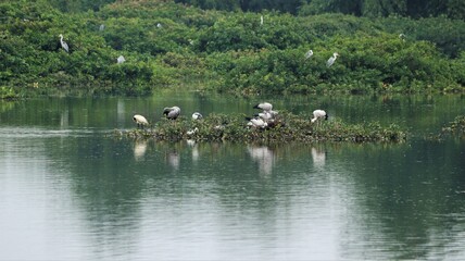Vedanthangal Bird Sanctuary is home to green puzzles with white cranes and pelicans, storks and some birds at the Asian Open bill and Some birds are seated