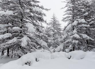 Snow-covered trees in the winter forest. Cold snowy weather. There is a lot of fresh clean snow on the ground and on the branches of larch trees. Beautiful winter landscape. Hiking in the woods.