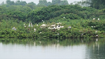 Fototapeta na wymiar Vedanthangal Bird Sanctuary is home to green puzzles with white cranes and pelicans, storks and some birds at the Asian Open bill and Some birds are seated