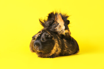 Cute guinea pig on yellow background