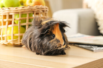 Cute guinea pig on table in room