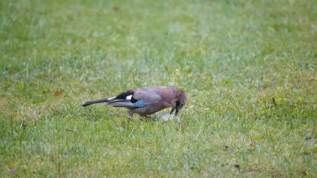The gray color Eurasian jay bird on the lawn eating some food in Estonia
