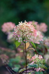 Colorful Hortensia blossom in autumn