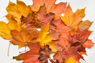 Naklejka na ściany i meble Maple autumn leaves on light background