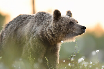 Fototapeta premium Brown bear at summer sunset