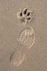 dog human footstep footprint pet sand animal together top view