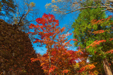 Fantastic autumn leaves in Japan.