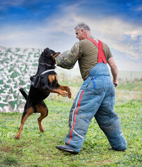 training of  rottweiler