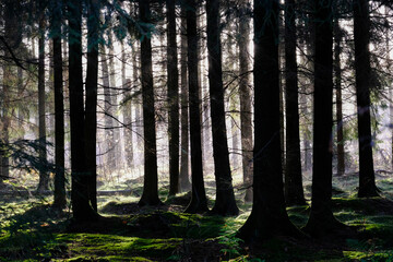Dunkler und geheimnisvoller Nadelwald im Gegenlicht