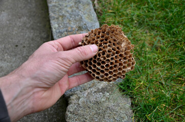 The man holds a hornet's nest in his hand and tries to destroy it with fire. The nest is small and...