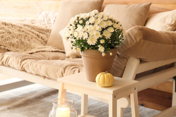 Pot with beautiful Chrysanthemum flowers on table in room © Pixel-Shot