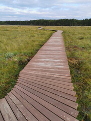 Obraz premium A deck of brown wooden boards over a swamp with yellowed grass against a beautiful sky with clouds.