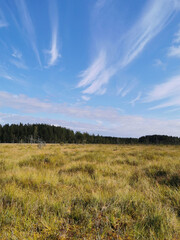 Fototapeta premium View of the swamp, where tall grass and trees grow against the background of the sky with beautiful clouds.
