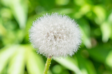 White dandelion on a green background.