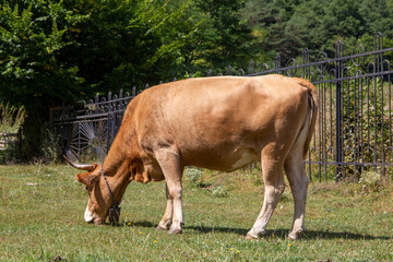 Cow grazing in Paltinis, Transylvania (Romania)