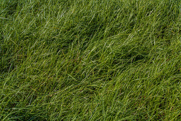green grass in the wind