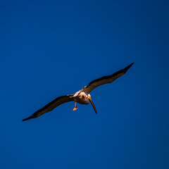 a great pelican flies against the sky	
