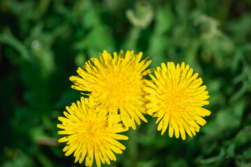 Yellow dandelions in a clearing in the forest.