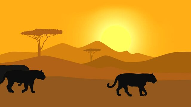Walking black jaguars in savanna (animation with silhouettes, seamless loop)