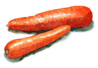 アナログ水彩にんじん