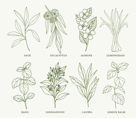 Collection of sketch essential oil plants