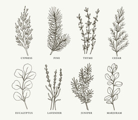 Set of hand drawn essential oil plants