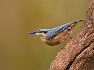 Nuthatch (Sitta europaea) on tree stump with diffused background