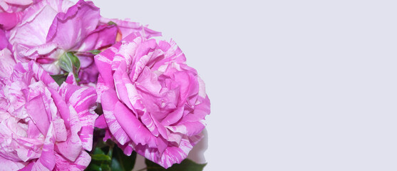 Beautiful pink roses with purple veins on a white background.Background, place for the inscription.