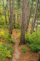Trail in a pine forest. The trail runs between green bushes and fallen pine needles. Autumn landscape.
