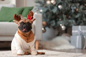 Cute French bulldog wearing sweater and deer horns at home