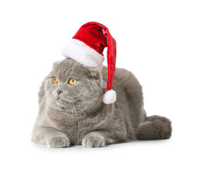 Cute Scottish Fold cat in Santa hat on white background