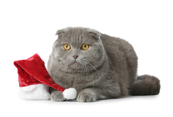 Cute Scottish Fold cat and Santa hat on white background