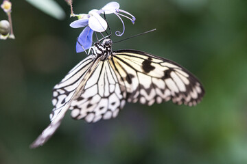 exotic butterfly on a flower drinking nectar. delicate and colorful butterfly.