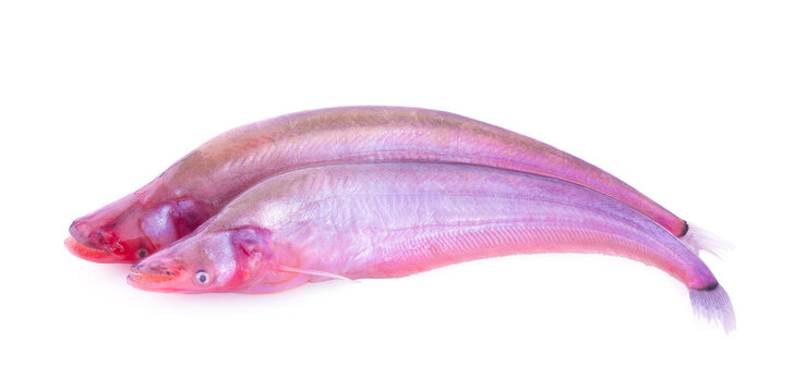 sheatfishes isolated on white background Asian river fish