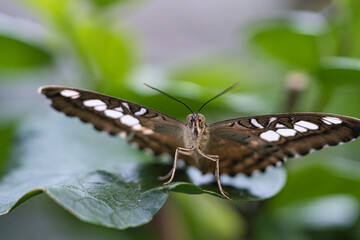 exotic butterfly on a leaf. delicate and colorful butterfly.