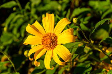 Tree Marigold or Maxican Sunflower which has yellow color bloom on the tree