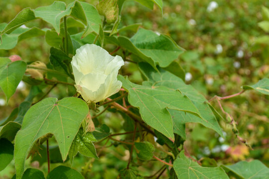 Blooming cotton plants flower on branch in cotton field